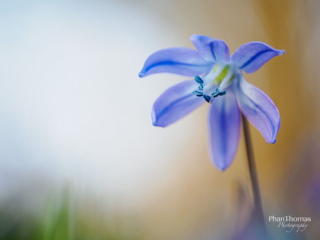 Blauer Farbtupfer