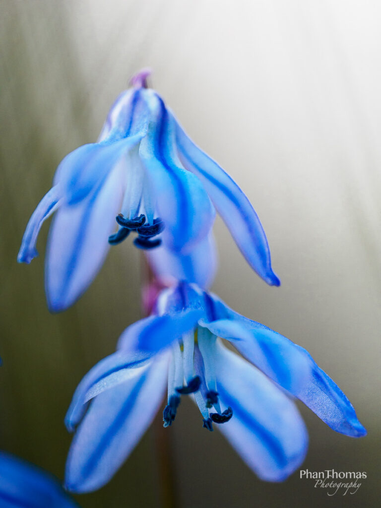 Blaustern im Doppelpack