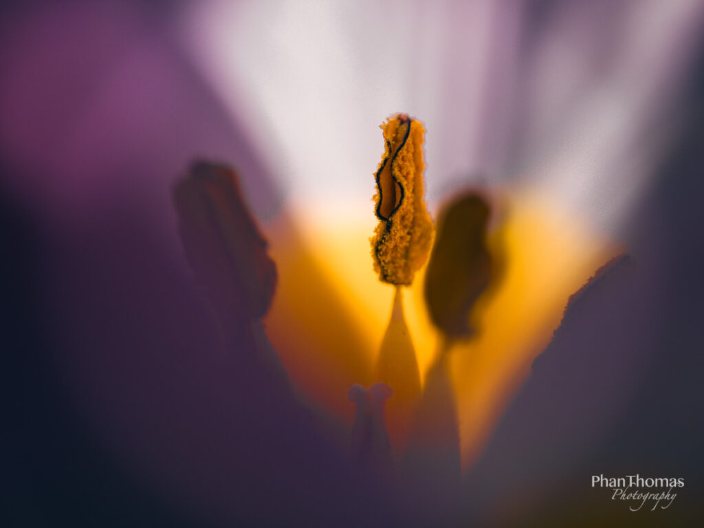 Pollen im Portrait