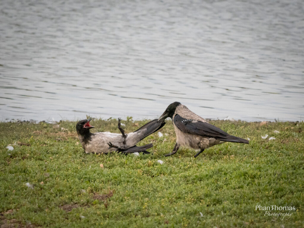 Krähen beim Spielen