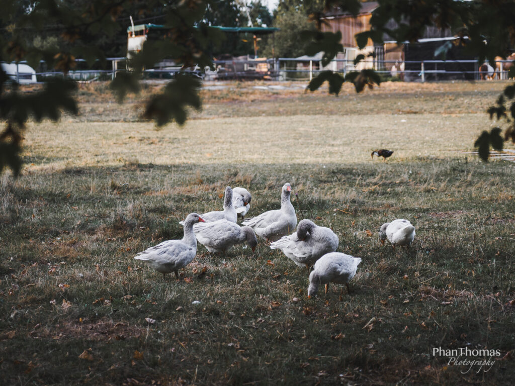 Bauernhofatmosphäre