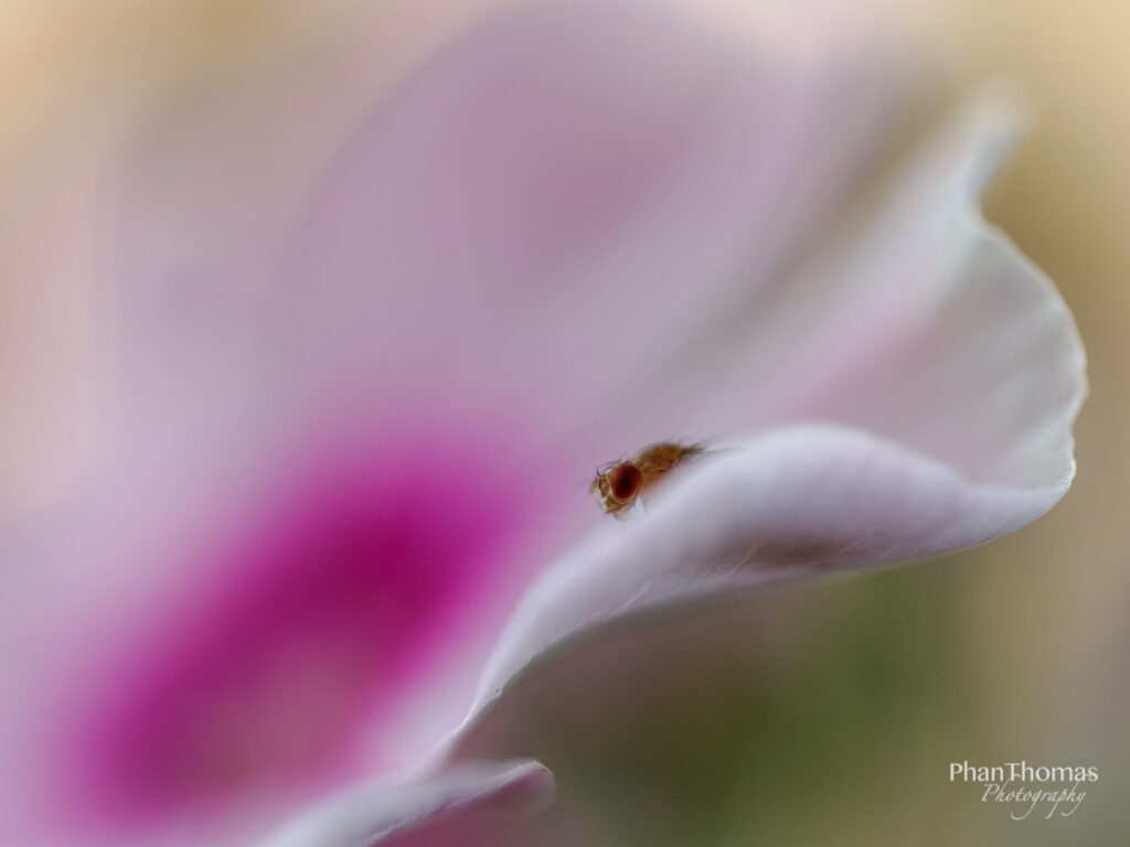 Fliege auf Gartenblume