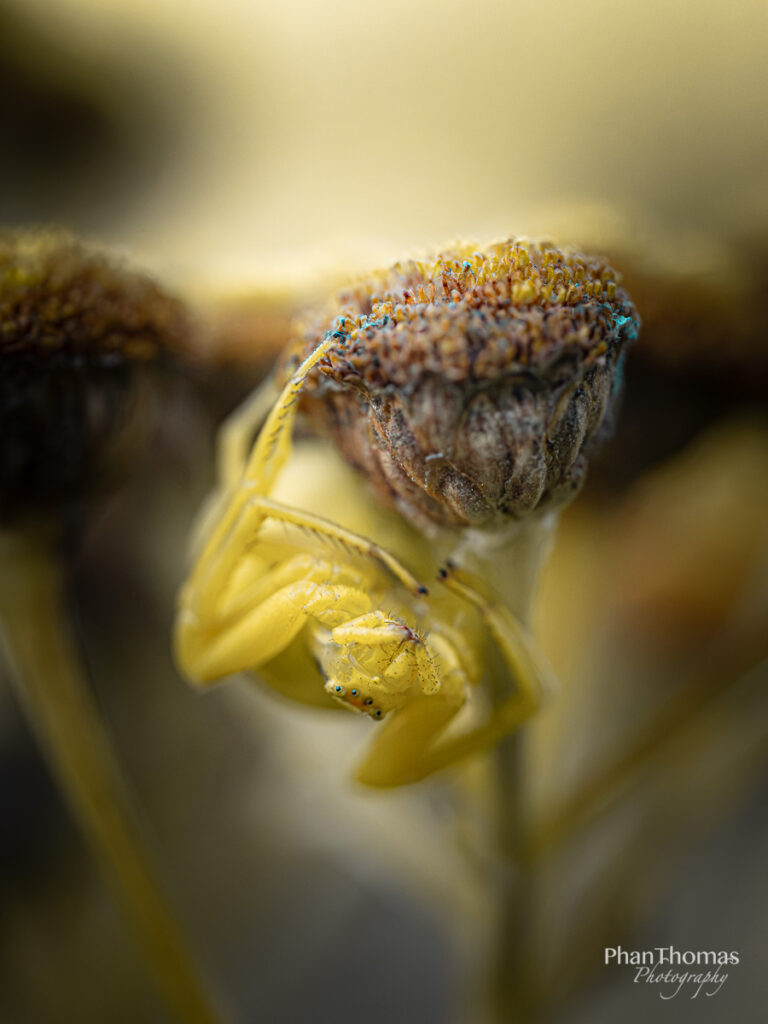 Gelbe Krabbenspinne
