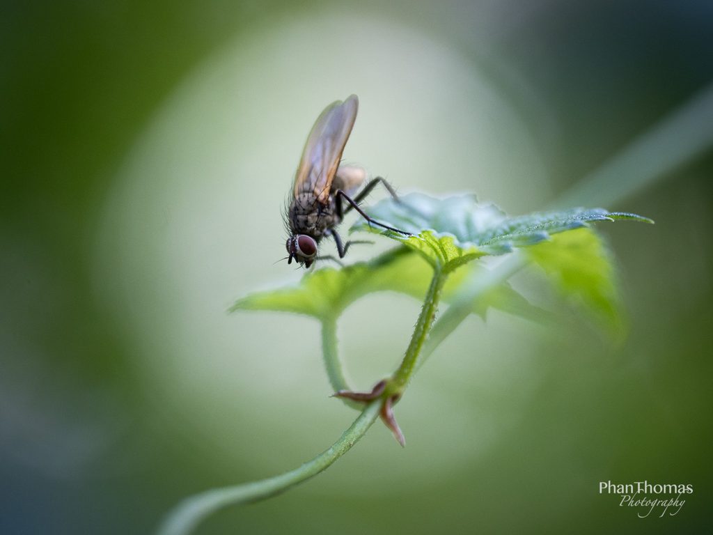 Gewöhnliche Fliege in schönem Motiv