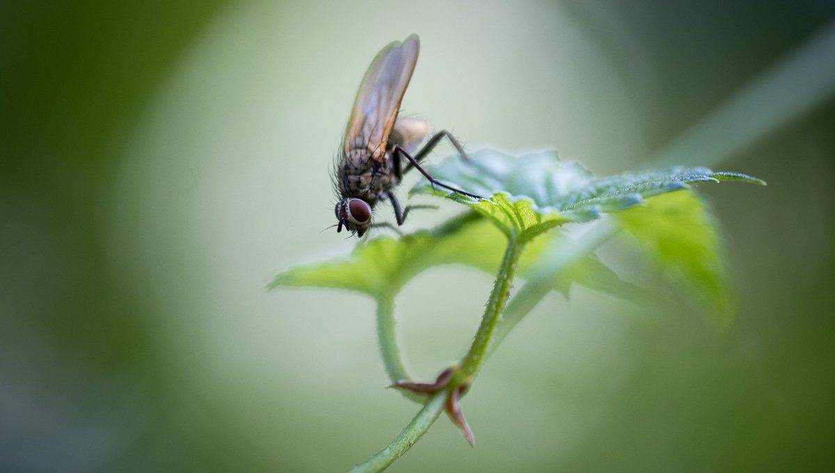 Gewöhnliche Fliege in schönem Motiv